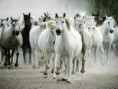 /album/galerie-photos/chevaux-6-jpg/